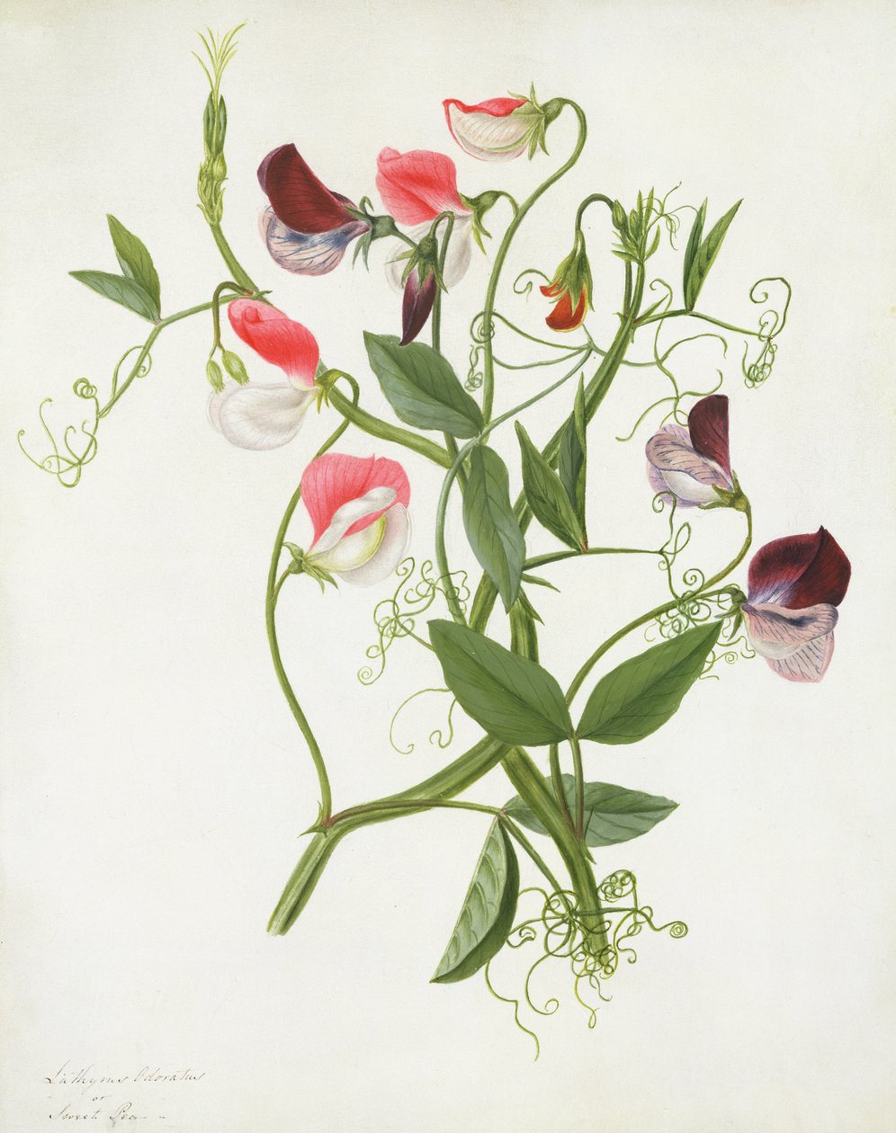 Lathyrus Odoratus (wc a kvaš přes tužku na pergamenu) od Matilda Conyers