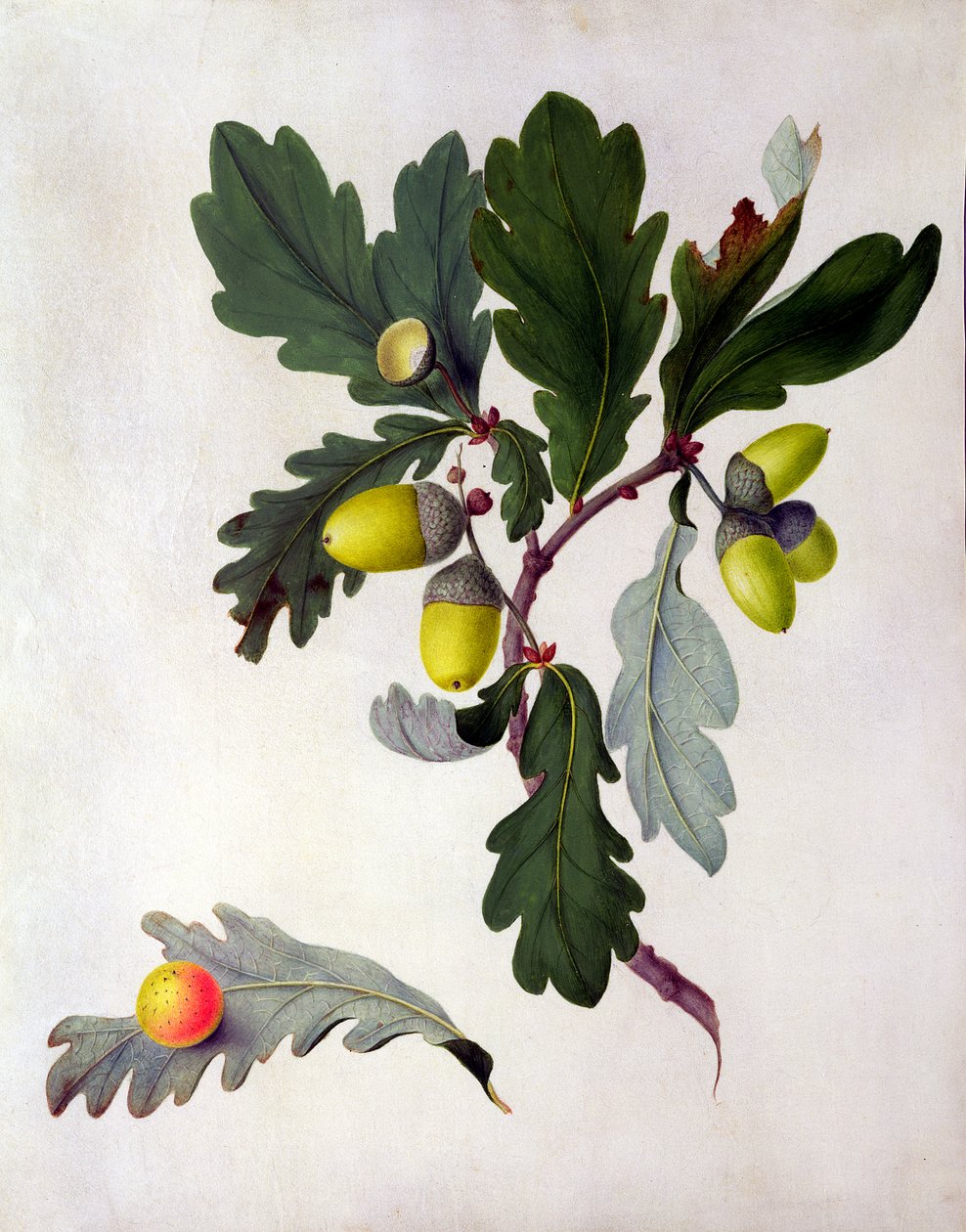 Quercus (wc a kvaš přes tužku na pergamenu) od Matilda Conyers