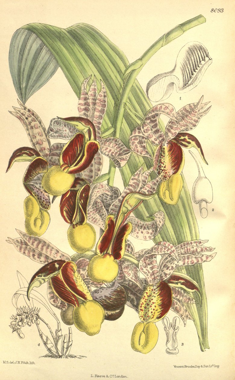 Ilustrace z Catasetum galeritum od Matilda Smith