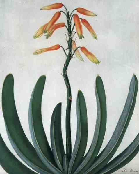 Aloe Striata (akvarel a kvaš přes tužku na pergamenu) od Matilda Conyers