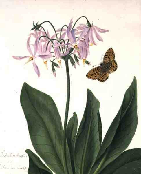 Dodecatheon Meadia and Butterfly (akvarel a kvaš přes tužku na pergamenu) od Matilda Conyers