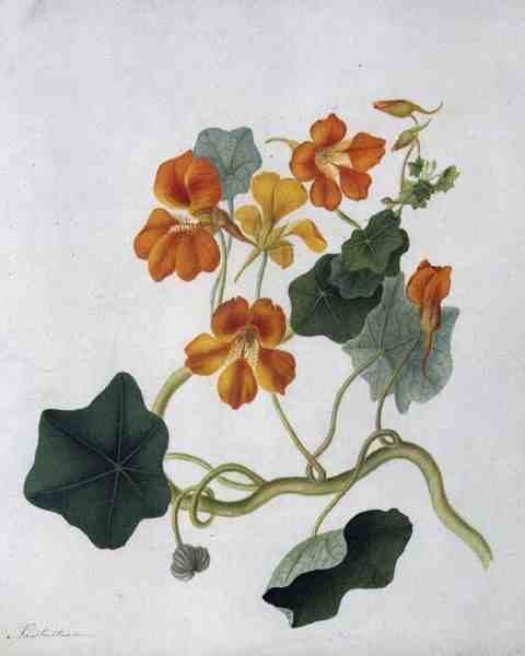 Tropaeolum (akvarel a kvaš přes tužku na pergamenu) od Matilda Conyers