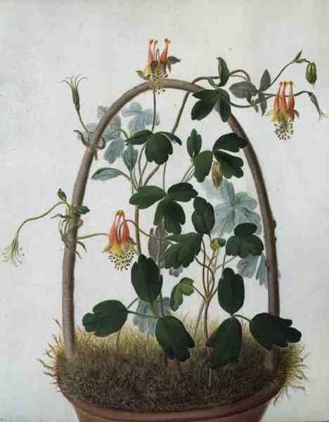Tropaeolum Tuberosum (akvarel a kvaš přes tužku na pergamenu) od Matilda Conyers