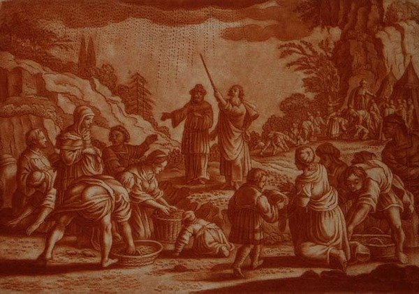 Izraelité shromažďují mannu, ilustrace z Bible, vyryl Gabriel Bodeneer (1673-1766) (sépiová rytina) od Mattaus II (after) Merian