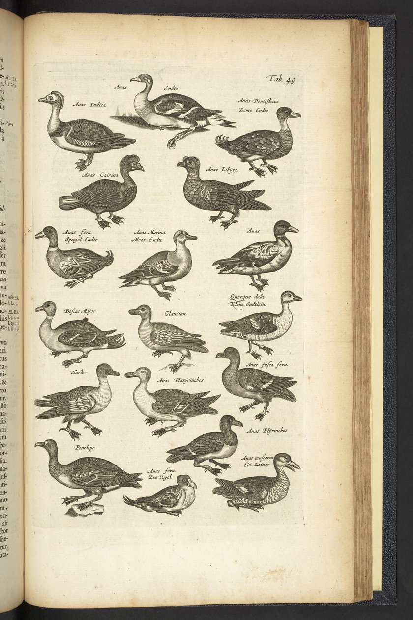 Tab 49, Kachny, Ilustrace z „Přírodopisu čtyřnožců“ od Mattaus the Younger Merian