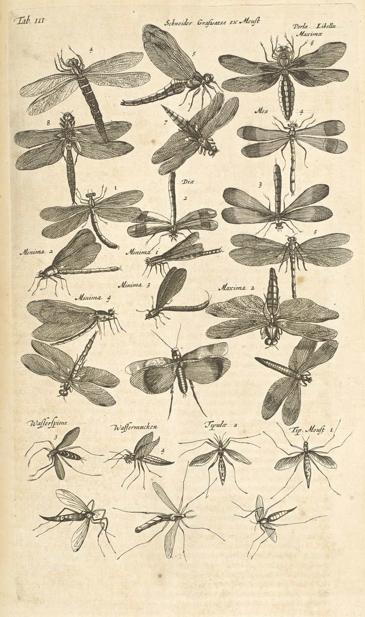 Tab III, Vážky, Ilustrace z „Přírodopisu čtyřnožců“ od Mattaus the Younger Merian