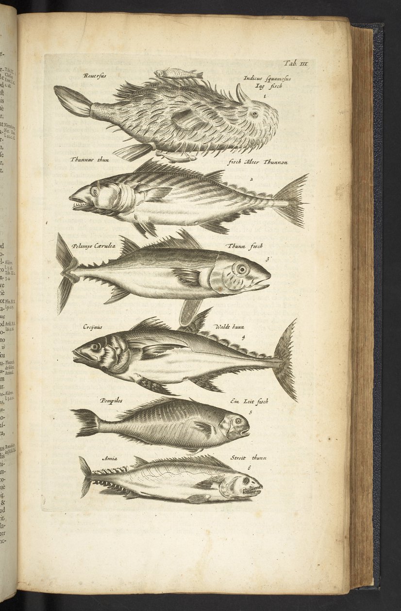 Tab III, Tunas, Ilustrace z 