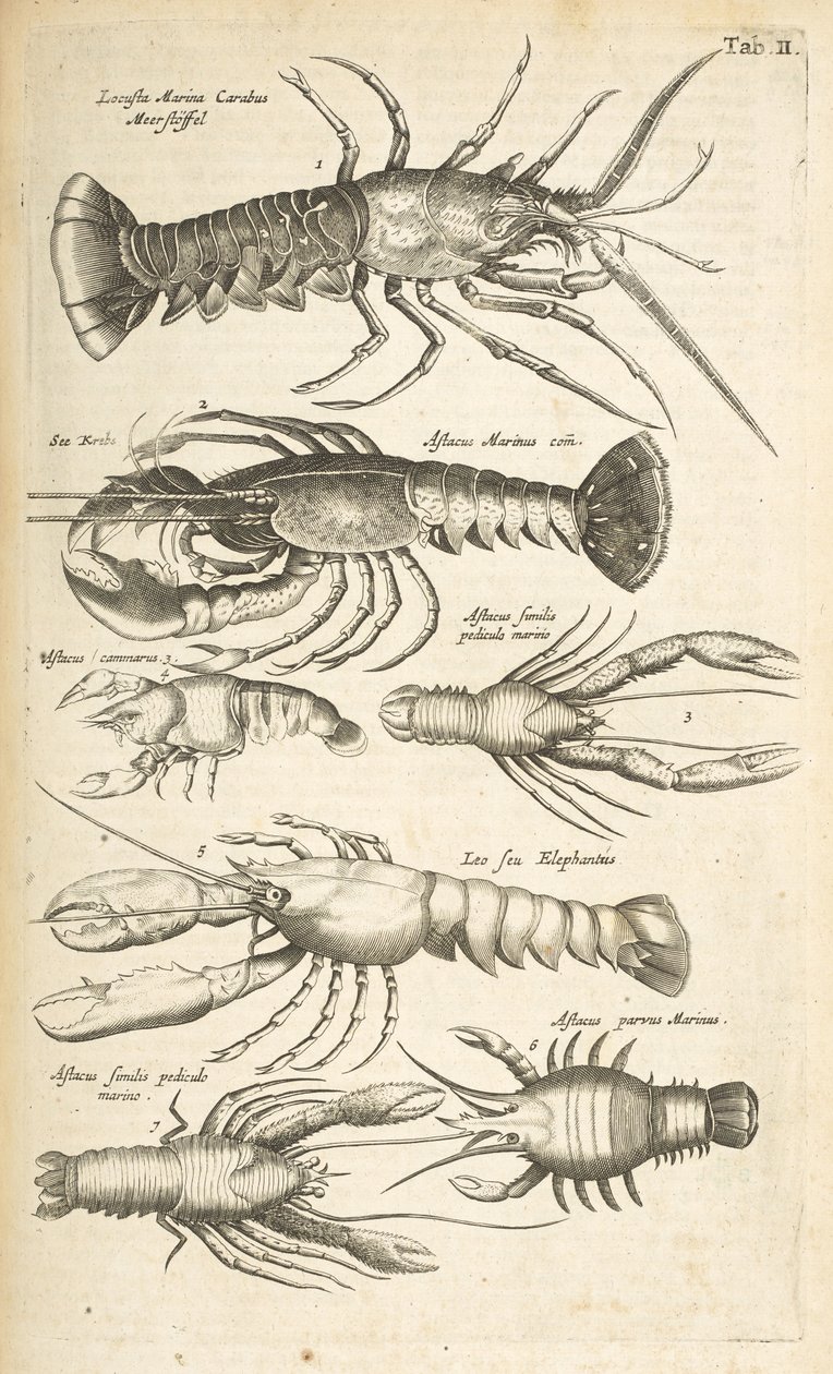 Tab II, Humři, Ilustrace z „Přírodopisu čtyřnožců“ od Mattaus the Younger Merian