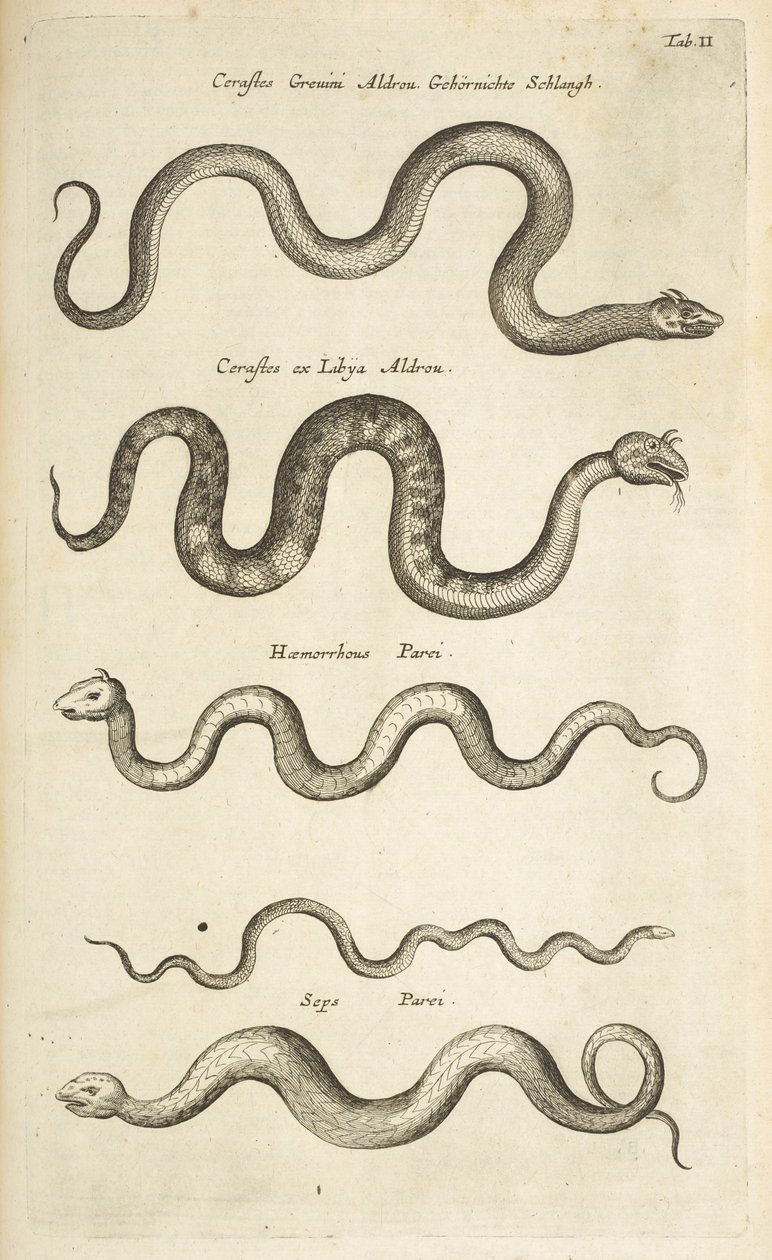 Tab II, Hadi, Ilustrace z „Přírodopisu čtyřnožců“ od Mattaus the Younger Merian