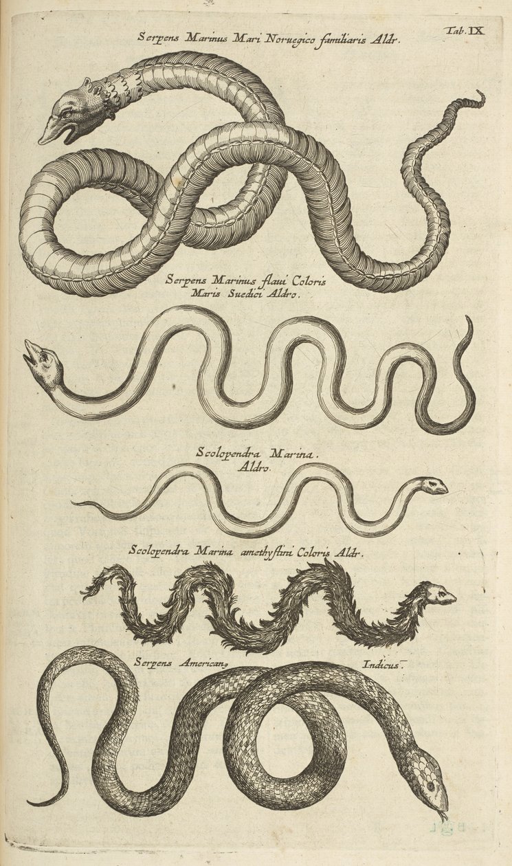 Tab IX, Mořští hadi, ilustrace z „Přírodopisu čtyřnožců“ od Mattaus the Younger Merian