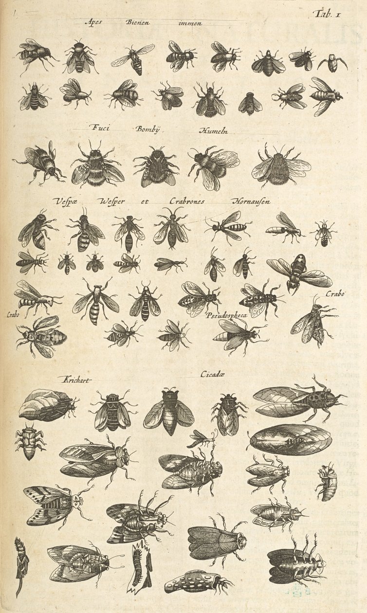 Záložka I, Včely a vosy, ilustrace z „Přírodopisu čtyřnožců“ od Mattaus the Younger Merian