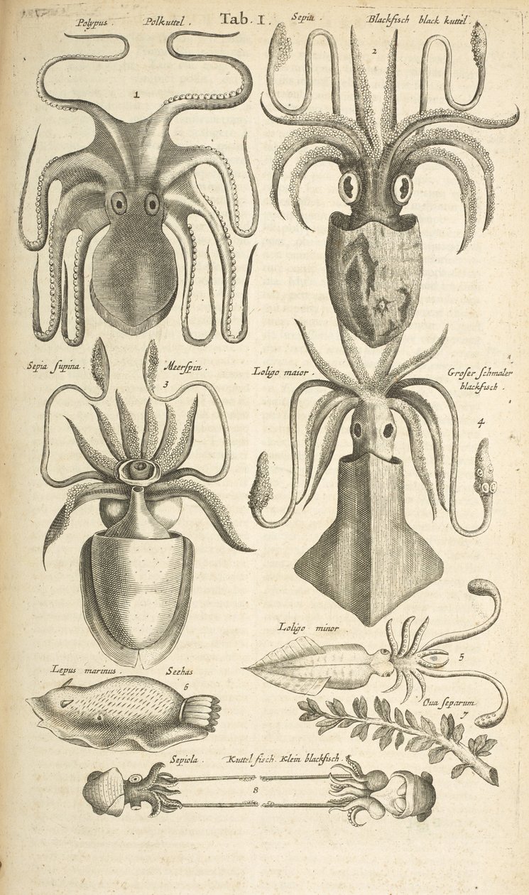 Tab I, Chobotnice, Ilustrace z „Přírodopisu čtyřnožců“ od Mattaus the Younger Merian