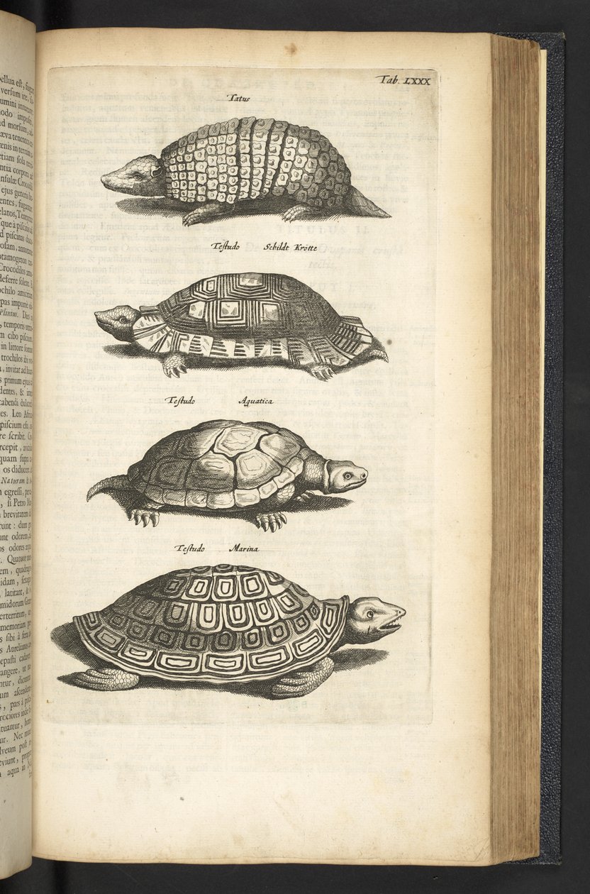 Tab 80, Želvy, Ilustrace z „Přírodopisu čtyřnožců“ od Mattaus the Younger Merian