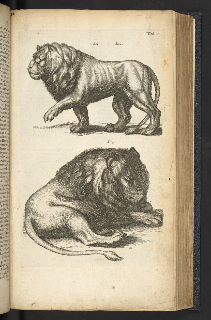 Tab L, Lions, ilustrace z „Přírodopisu čtyřnožců“ od Mattaus the Younger Merian