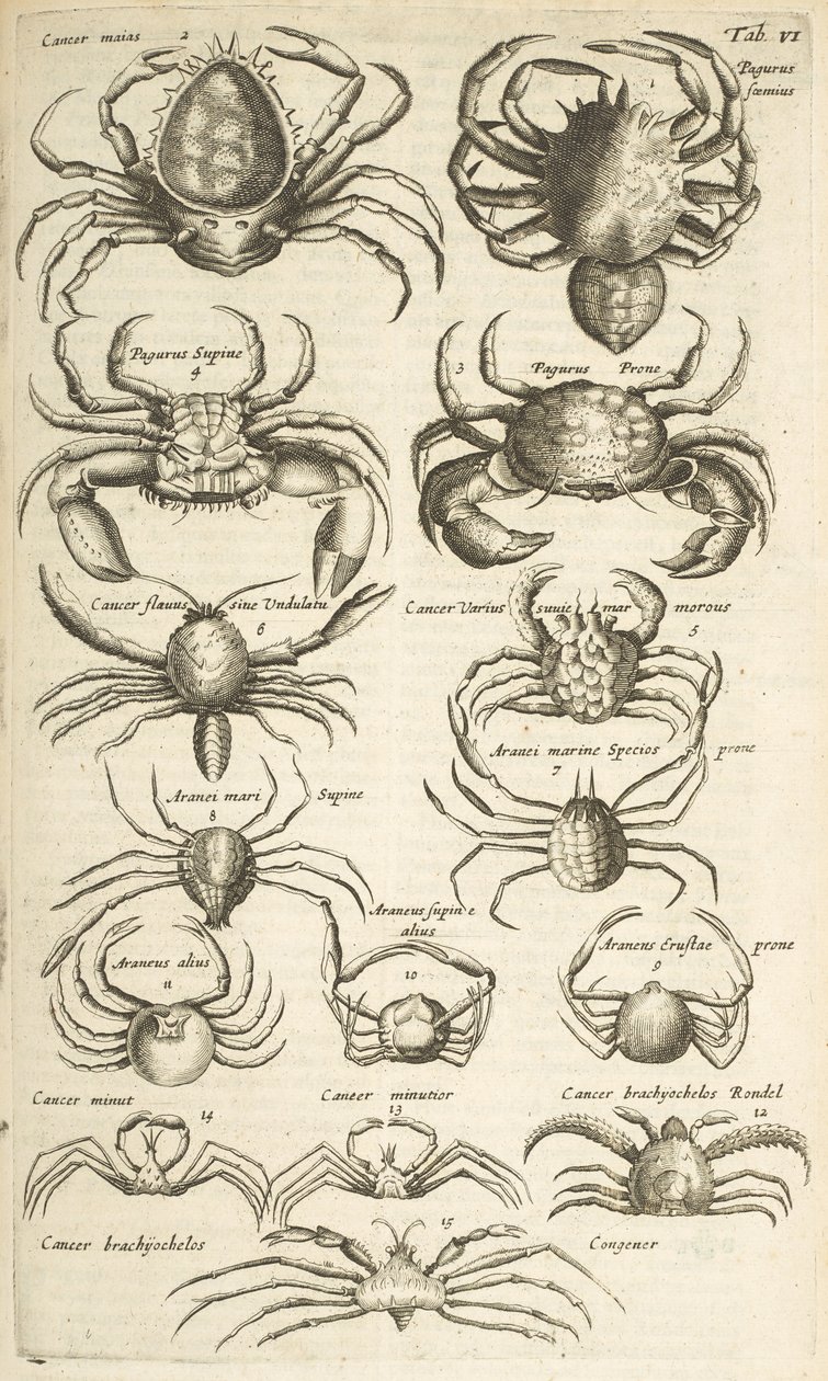 Tab VI, Krabi, Ilustrace z od Mattaus the Younger Merian