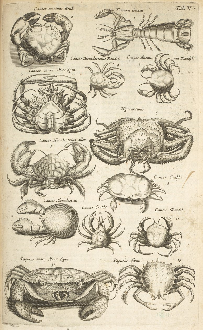 Tab V, Krabi, ilustrace z „Přírodopisu čtyřnožců“ od Mattaus the Younger Merian