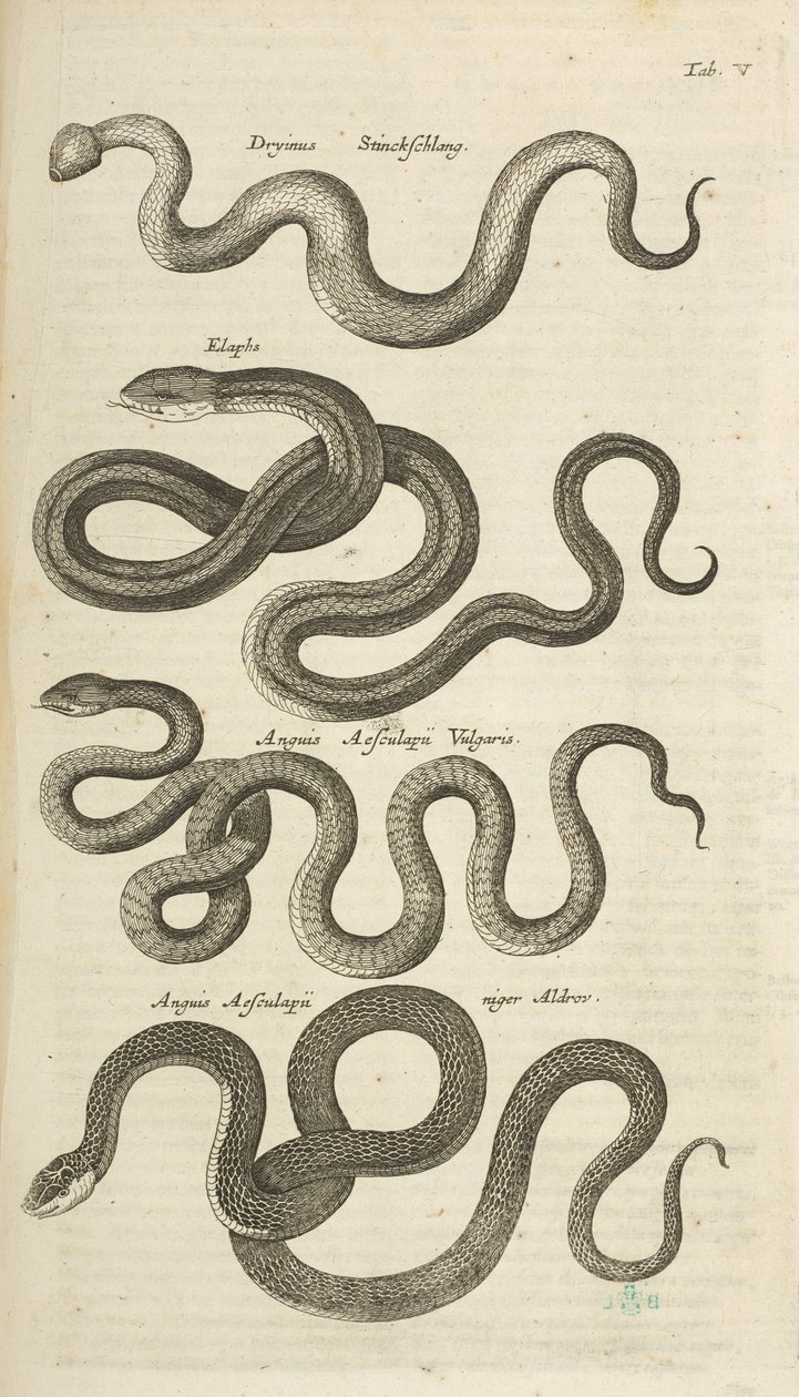 Tab V, Hadi, Ilustrace z „Přírodopisu čtyřnožců“ od Mattaus the Younger Merian