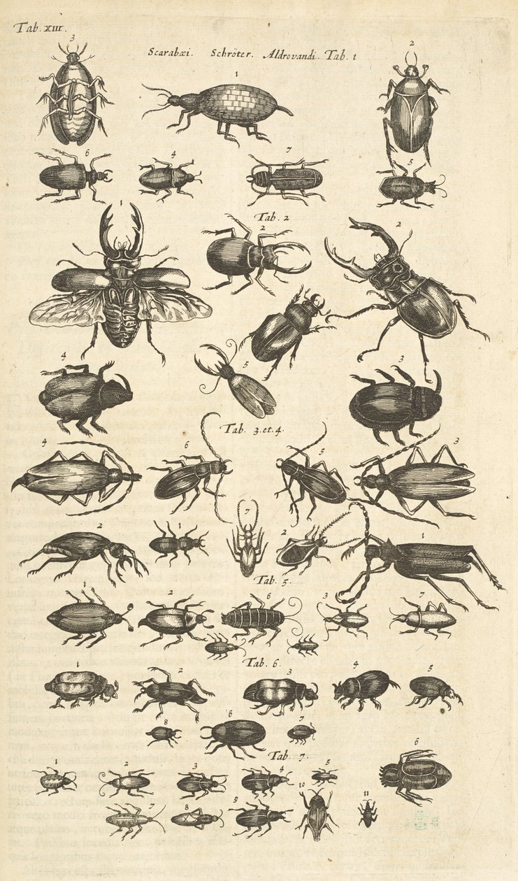 Tab XIII, Brouci, Ilustrace z „Přírodopisu čtyřnožců“ od Mattaus the Younger Merian