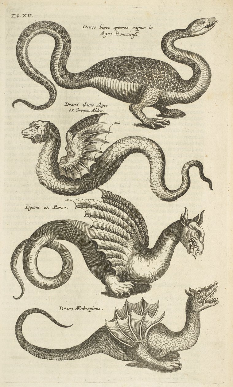 Tab XII, Mýtická stvoření, Draci, Ilustrace z „Přírodopisu čtyřnožců“ od Mattaus the Younger Merian
