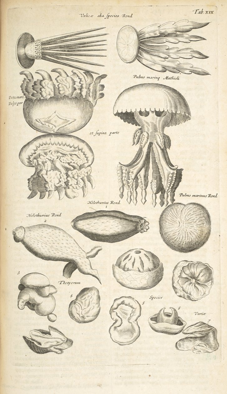 Tab XIX, Medúza, Mořská okurka a další mořský život, Ilustrace z „Přírodopisu čtyřnožců“ od Mattaus the Younger Merian