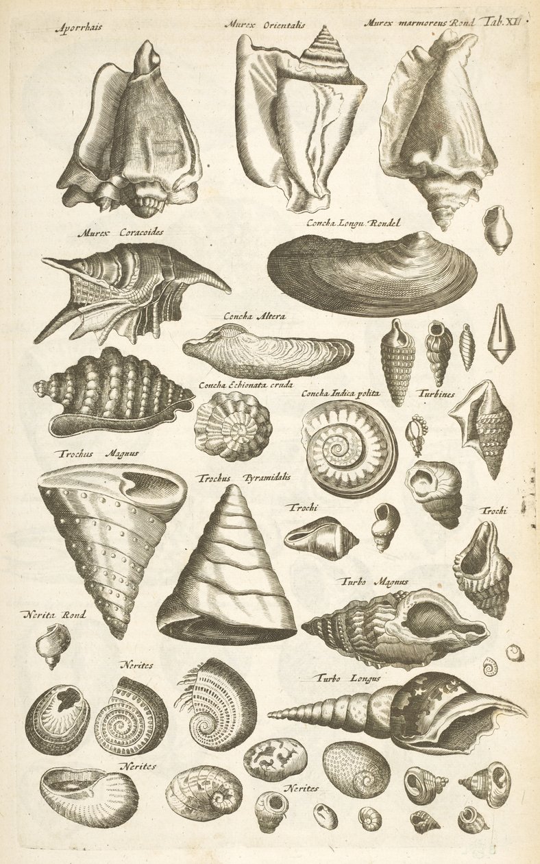 Tab XI, Různé lastury, Ilustrace z „Přírodopisu čtyřnožců“ od Mattaus the Younger Merian