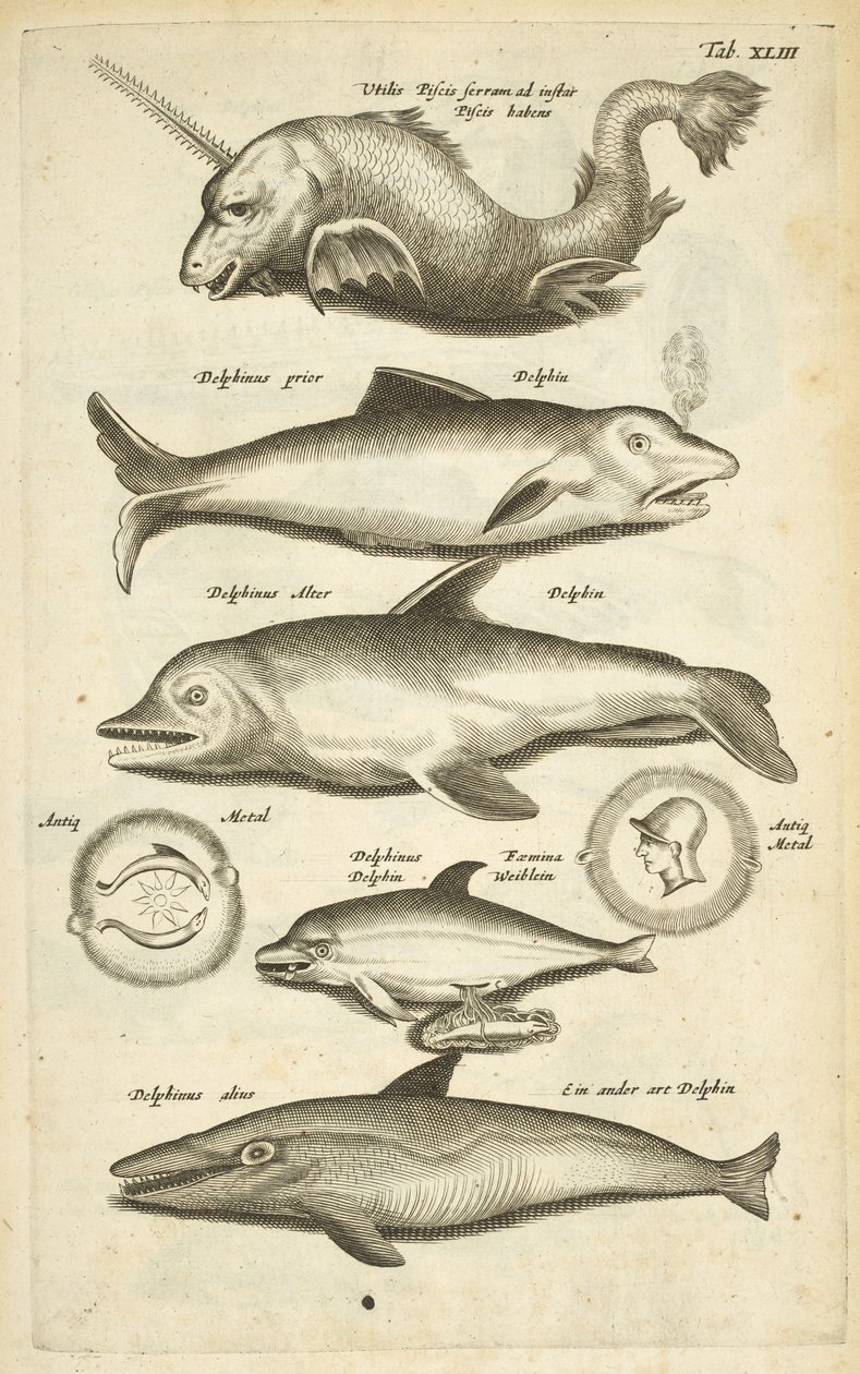 Tab 43, Delfíni, Ilustrace z „Přírodopisu čtyřnožců“ od Mattaus the Younger Merian