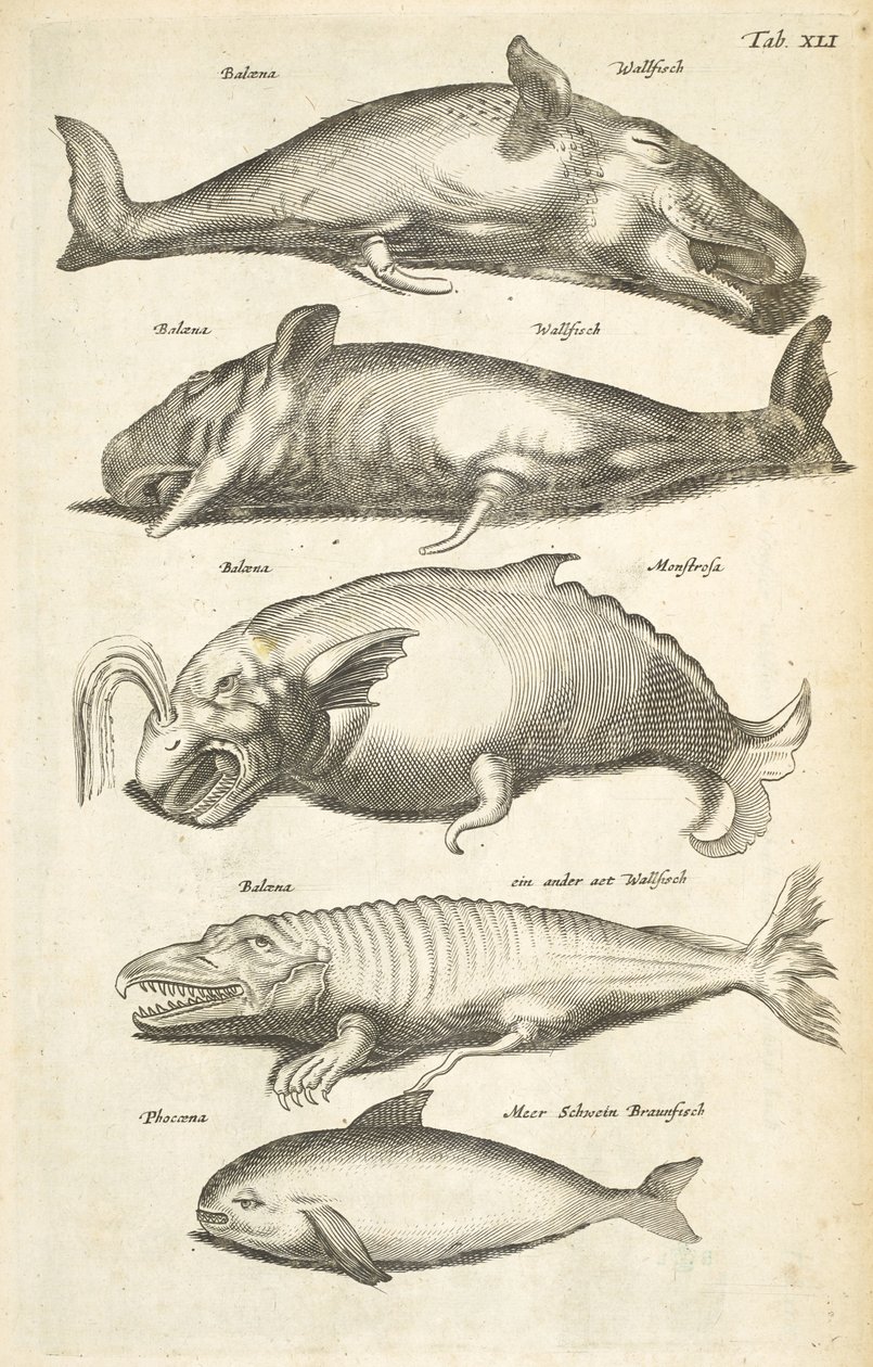 Tab XLI, Velryby, Ilustrace z 