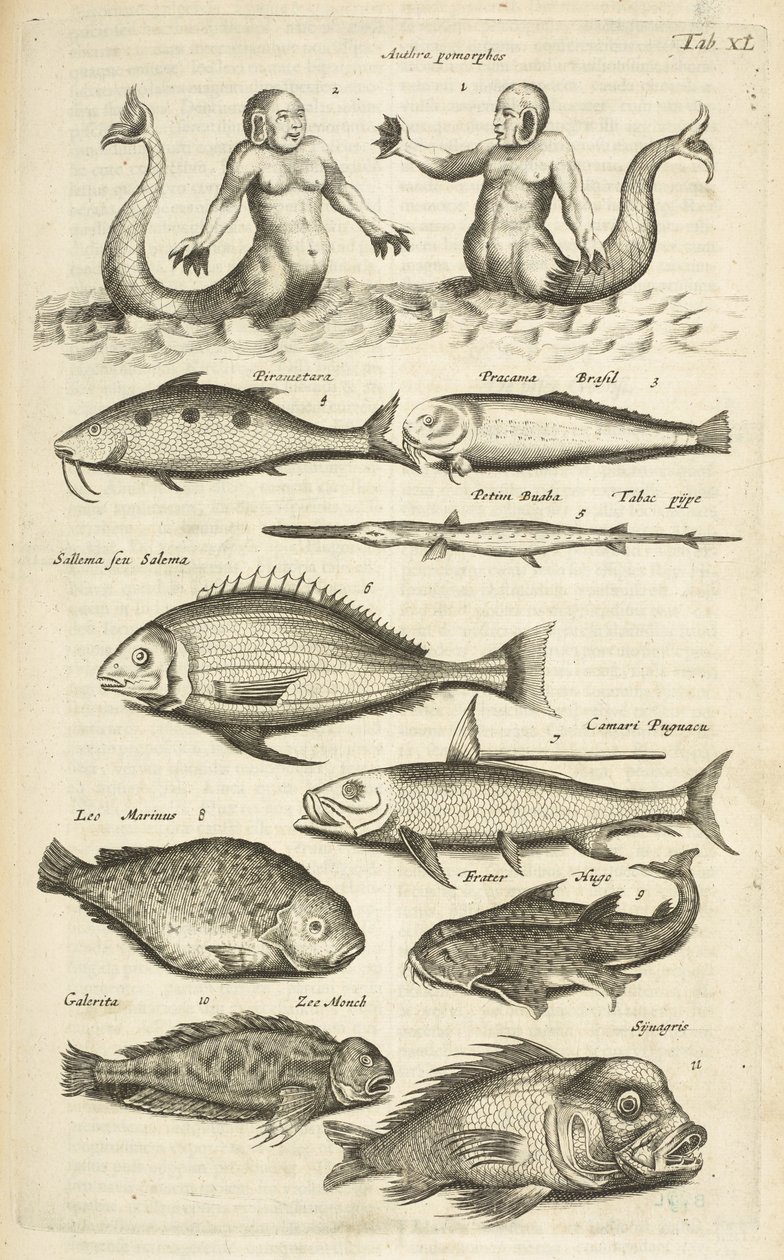 Tab 40, Anthropomorphos; Mořská panna; Mořan; Tropická ryba, ilustrace z „Přírodopisu čtyřnožců“ od Mattaus the Younger Merian