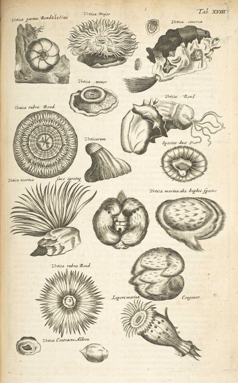 Tab XVIII, Mořský život, Ilustrace z „Přírodopisu čtyřnožců“, svazek 2 od Mattaus the Younger Merian