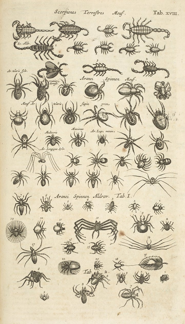 Tab XVIII, Suchozemští štíři a pavoukovci, ilustrace z 