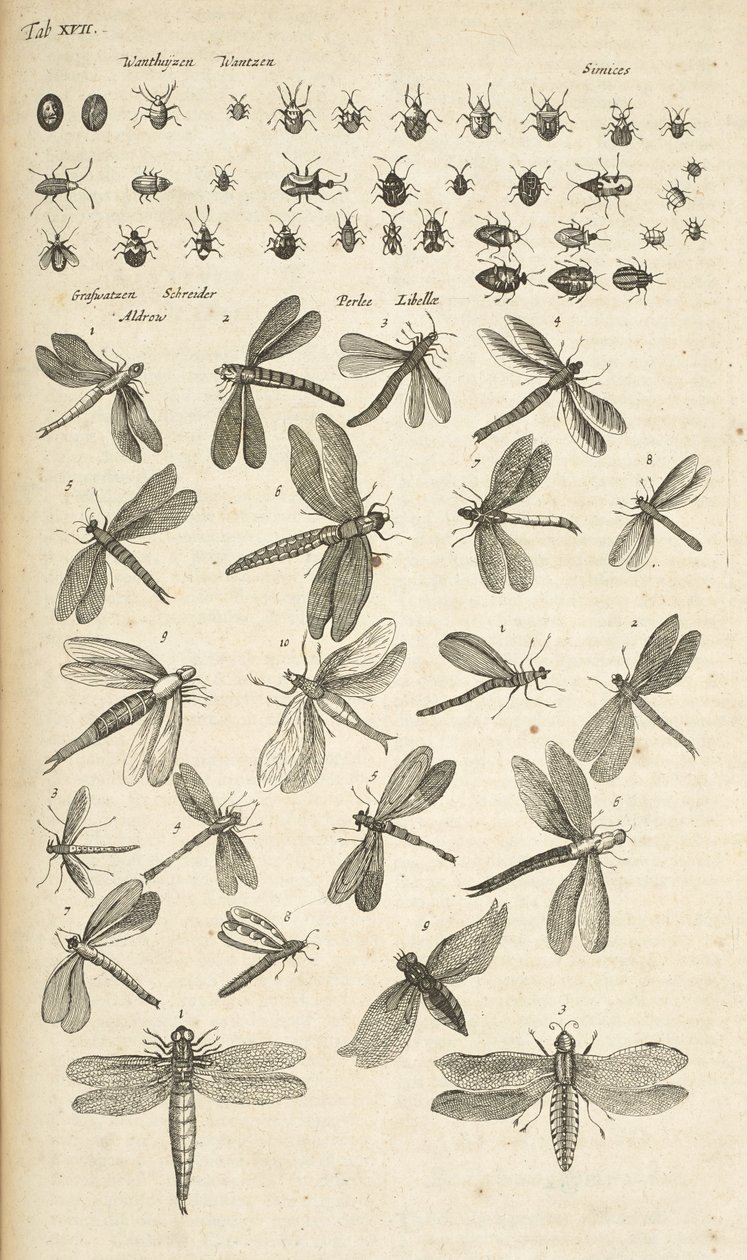 Tab XVII, Vážky, Ilustrace z „Přírodopisu čtyřnožců“ od Mattaus the Younger Merian