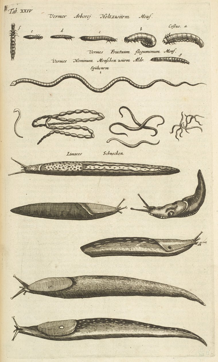 Tab XXIV, Slimáci a červi, Ilustrace z „Přírodopisu čtyřnožců“ od Mattaus the Younger Merian