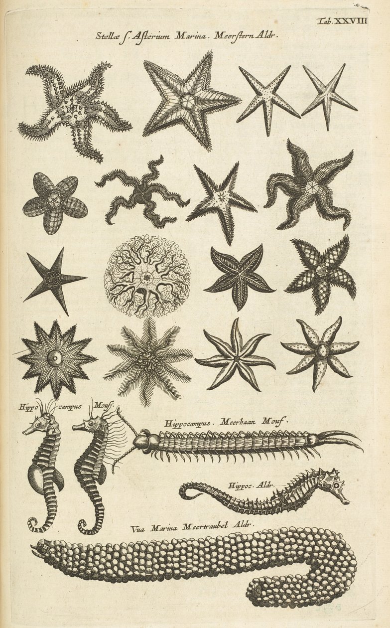Tab XXVIII, Hvězdice a mořští koníci, Ilustrace z od Mattaus the Younger Merian