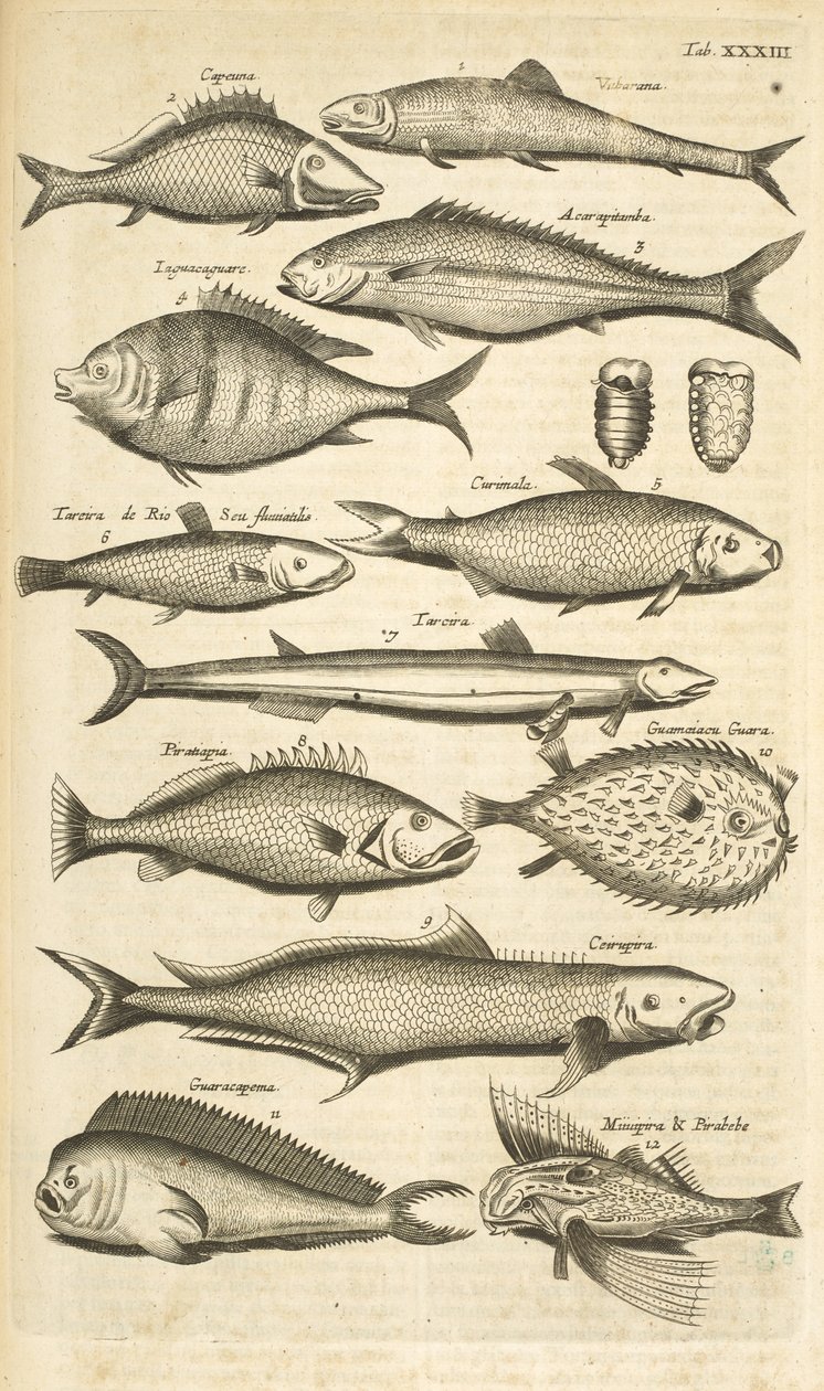 Tab. 33, Ostnatá ryba, Ilustrace z 