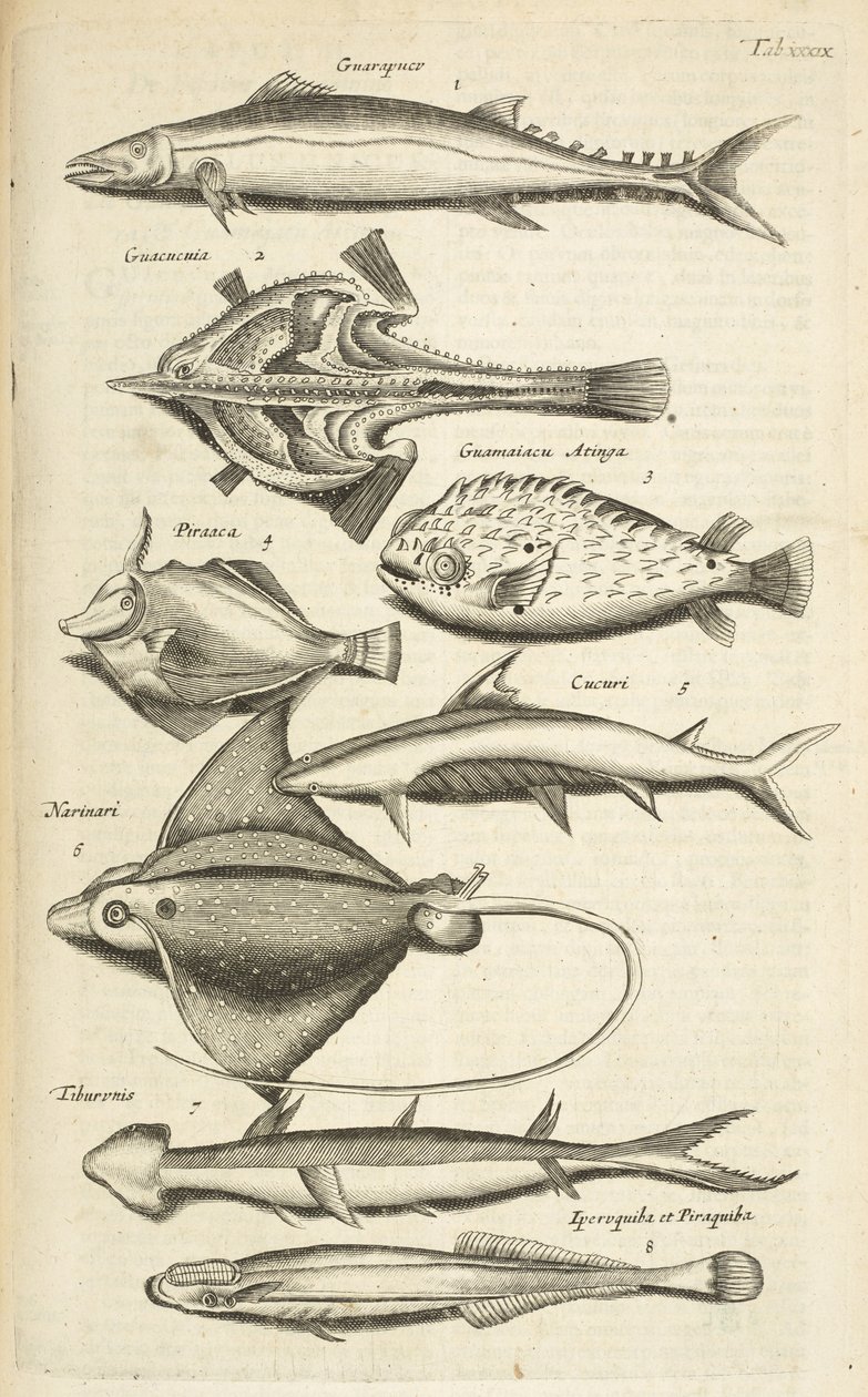 Tab XXXIX, Druhy ryb, Ilustrace z „Přírodopisu čtyřnožců“ od Mattaus the Younger Merian