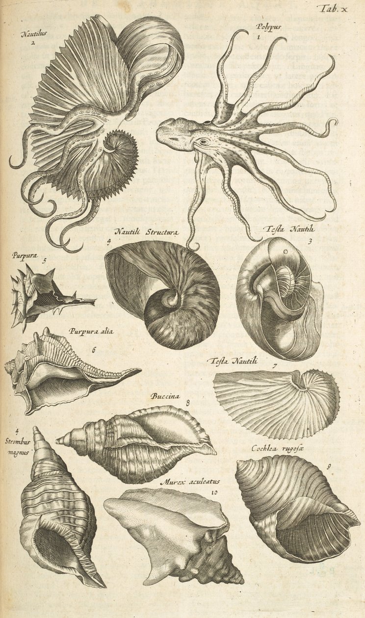 Tab X, lastury chobotnic a nautilů, ilustrace z „Historiæ naturalus de quadrupetibus“ od Mattaus the Younger Merian