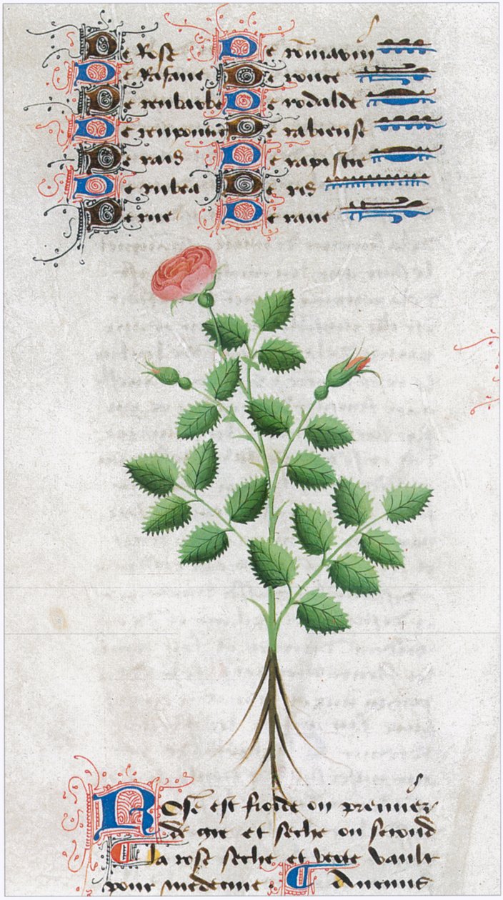  od Matthaeus Platearius