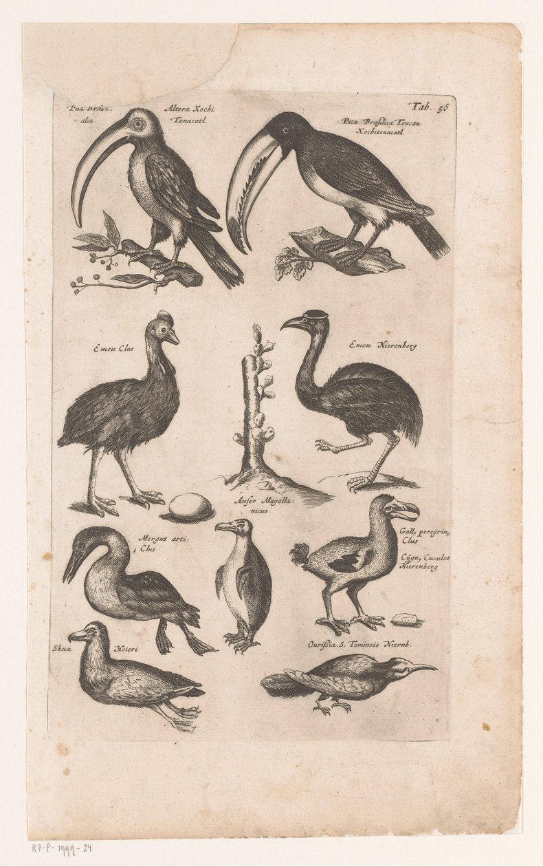 Toekans en andere vogels Přirozená historie ptáků, Kniha 6 J. Jonston (název série) od Matthaus Merian