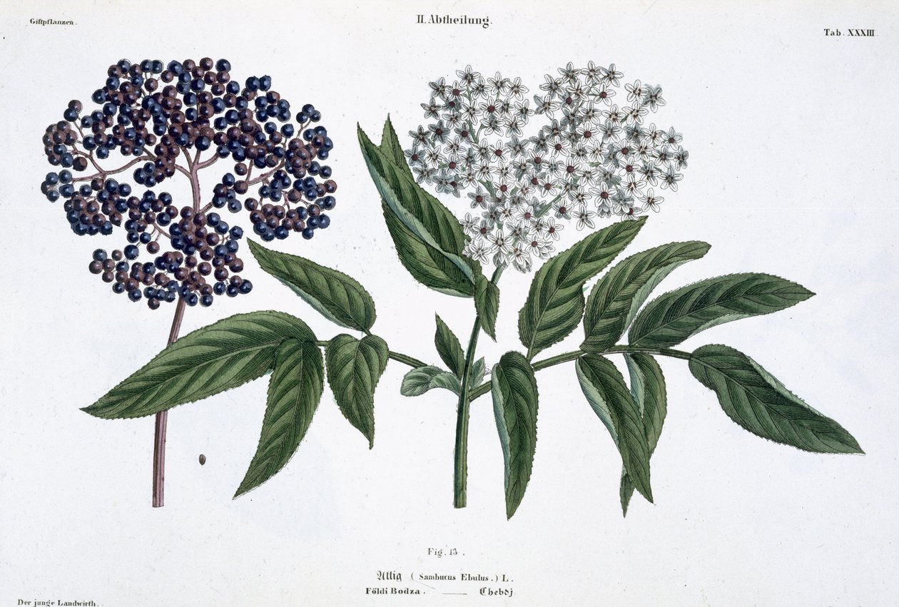 Starší, obr. 13 z „Mladého Landsmana“, vydaného ve Vídni, 1845 (ručně kolorované lito) od Matthias Trentsensky