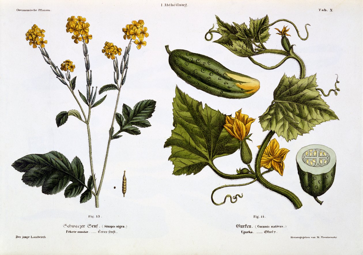 Sinapis nigra (obr. 13), Cucumis Sativus (obr. 14), z „Der Junge Landwirth“, vydané v roce 1845 (ručně kolorovaná lito deska) od Matthias Trentsensky