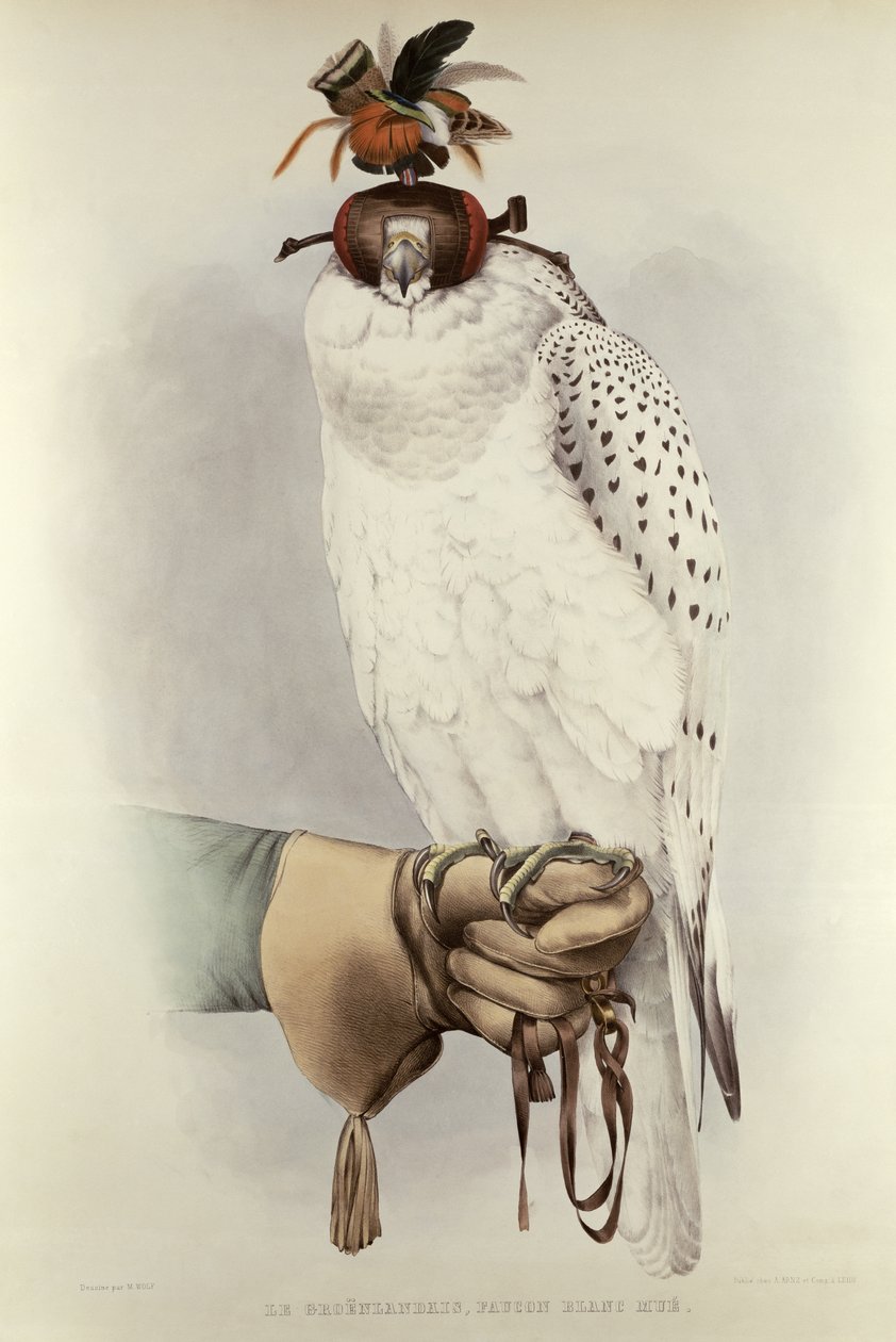 Le Groenlandais, Faucon Blanc Mue, z knihy Traite de Fauconnerie od H. Schlegela & A.H. Verstera de Wulverhorsta, 1844-53 od Mattias Wolf