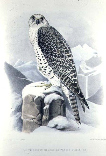 Islandský sokol, z „Traite de Fauconnerie“ od H. Schlegela a A.H. Verster de Wulverhorst od Mattias Wolf