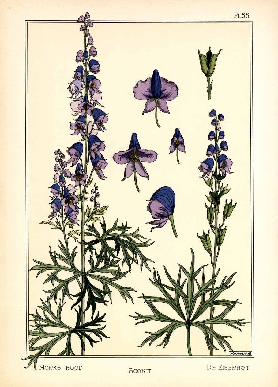 Aconite (barva lito) od Maurice Pillard Verneuil