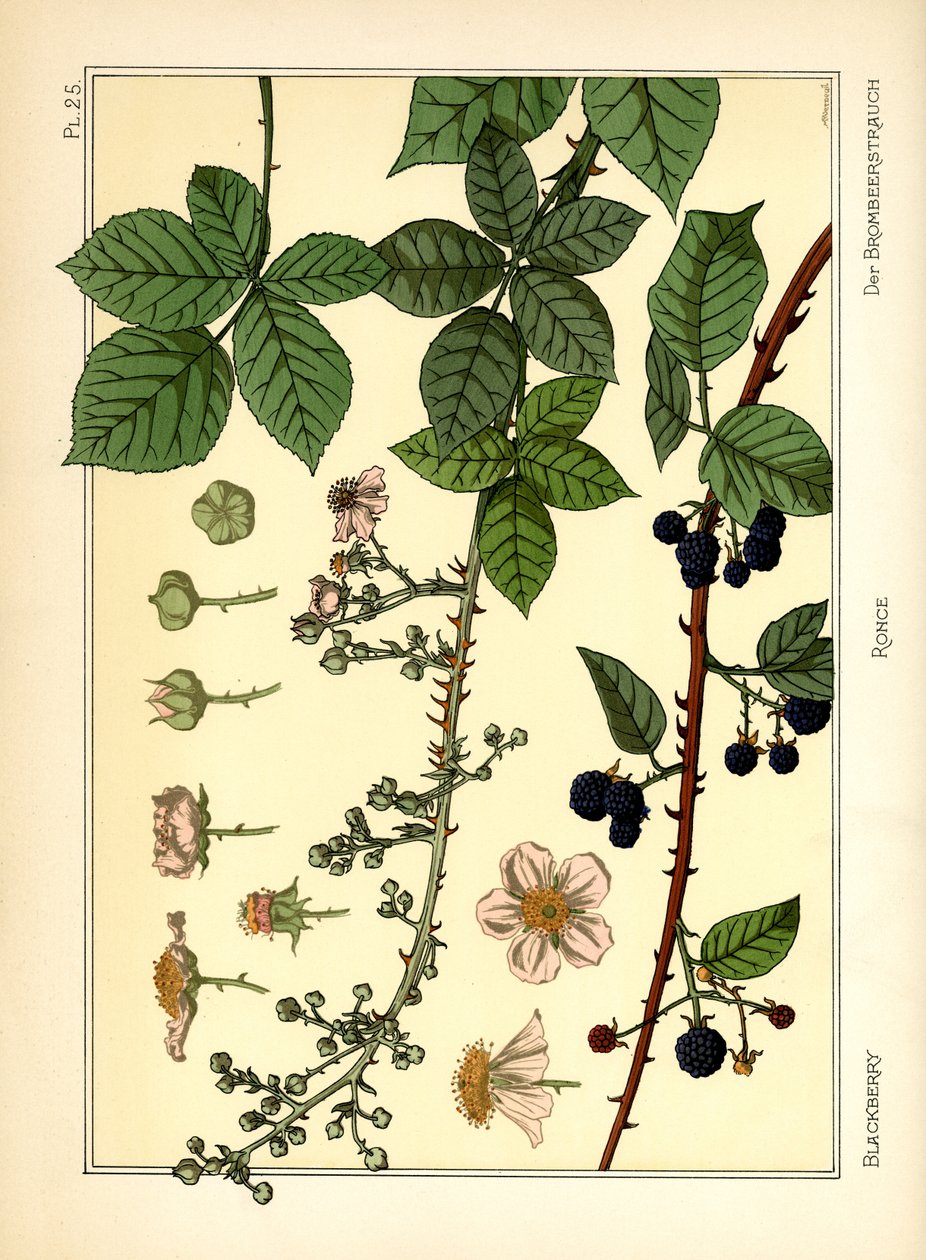 Blackberry Bush (barva lito) od Maurice Pillard Verneuil