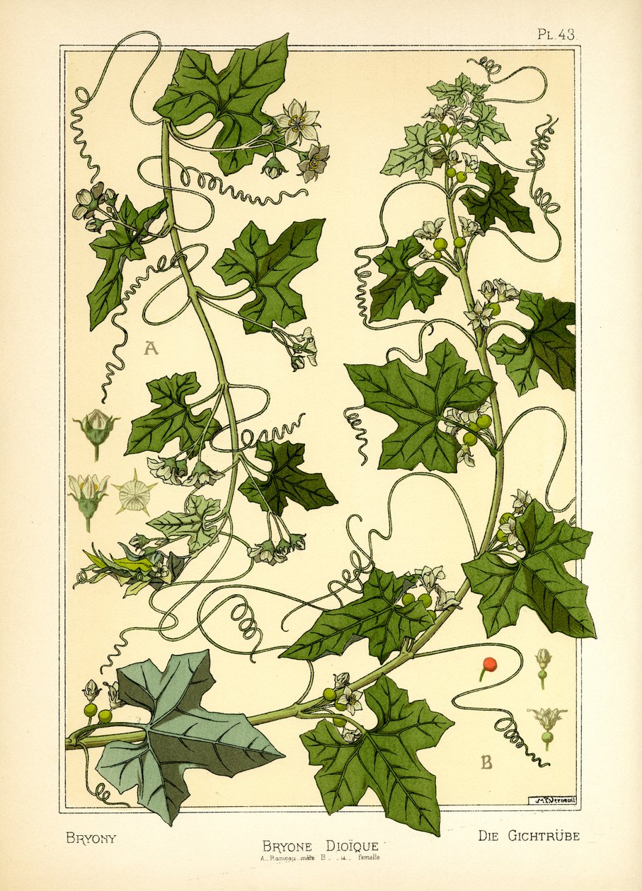 Bryony (barva lito) od Maurice Pillard Verneuil
