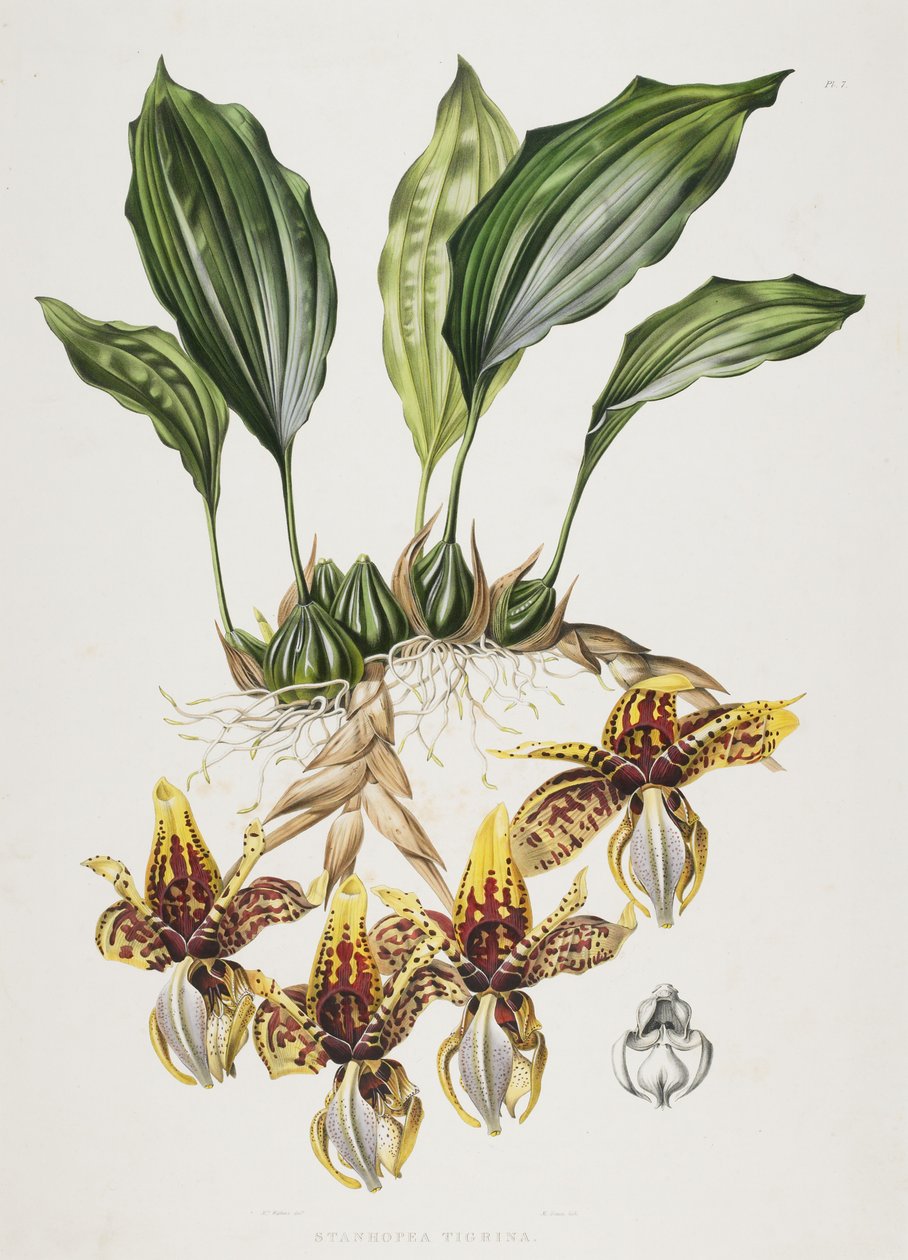 Tygří orchidej Stanhope, 1838 od Maxim Gauci