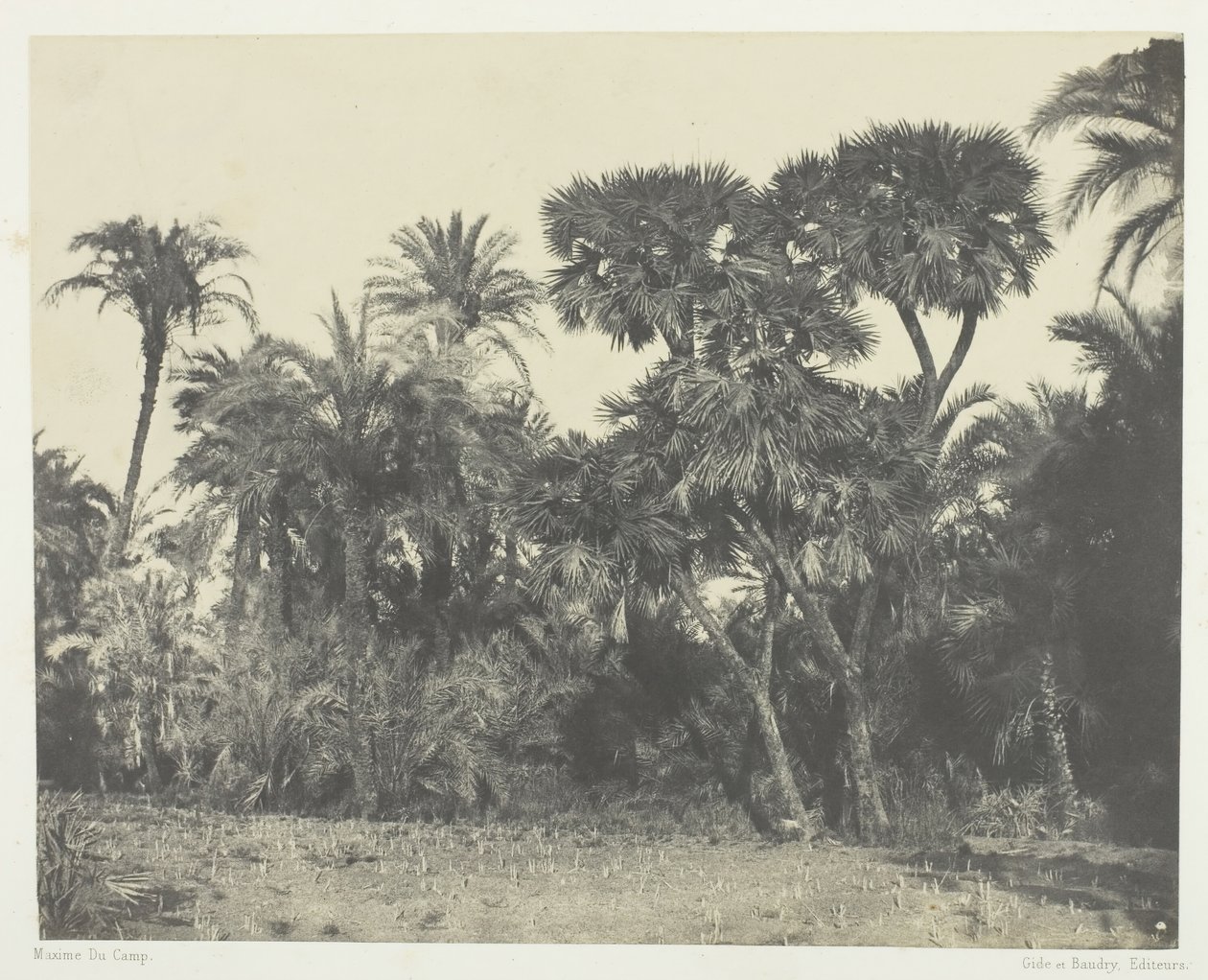 Dřevo datlových palem a palmových stromů Doums, Horní Egypt, 184951, tištěno 1852. od Maxime Du Camp