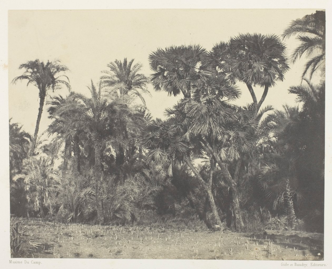 Dřevo datlových palem a palem Doums, Horní Egypt od Maxime Du Camp