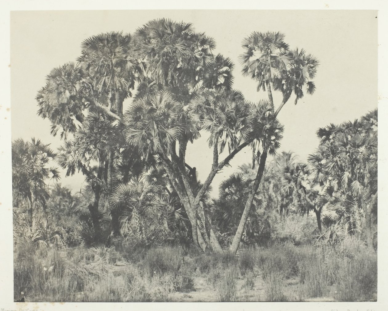 Palmy Doums, Horní Egypt, 184951, tištěno 1852. od Maxime Du Camp