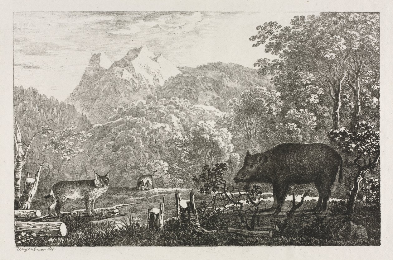 Divoké prase, kočka divoká a rys, 1807. od Maximilian Josef Wagenbauer